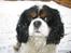 Cavalier king charles spaniel Bergkamp - Himmelhund - Sne er bare en herlig ting at lege i! Sådan lige at køre snuden gennem sneen er dejligt.