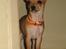 Chihuahua Ofelia