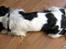 Cavalier king charles spaniel Bergkamp - Himmelhund - Dette er yndlingspositionen! Mor og far kalder den "flyver".