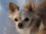 Chihuahua Micki aka Mimi - Smukke Micki, vinteren 2009...