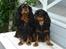 Cavalier king charles spaniel Walther - Så lad gå da - Hneta kan godt lige få love til at komme med på en enkelt billede - Grrrr
