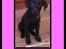 Labrador retriever Bella R.I.P :(