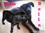 Labrador retriever Bella R.I.P :(