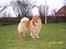 Chow chow Peifu`s Bonzo Pangzi - Bonzo i haven 2 år gammel.