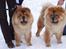 Chow chow Peifu`s Bonzo Pangzi - Peufu`s Bonzo Pangzi og Peifu`s Balder sifu
