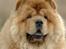 Chow chow Peifu`s Bonzo Pangzi - Foto modelen Bonzo