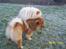 Chow chow Peifu`s Bonzo Pangzi - Peifu`s Bonzo angzi og Litchi chow Daisy May i leg i haven