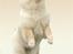 Chow chow Litchi Chow Daisy May - Foto modelen Daisy