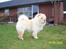 Chow chow Litchi Chow Daisy May - Daisy May 1½ år gammel.