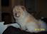 Chow chow Litchi Chow Daisy May - Daisy May hygger i mor`s seng.