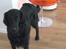 Flat coated retriever Robin - hejhej er jeg ikke bare nuttet?=)