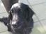 Flat coated retriever Robin - Nurh <3 Robin skat !<3