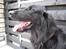 Flat coated retriever Robin - Smukke hund!