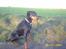 Dobermann Ally *R.I.P*