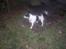 Jack russell terrier Funny R.I.P