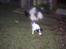 Jack russell terrier Funny R.I.P