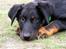 Beauceron Aisha Du Perouet R.I.P.  - AISHA DU PEROUET