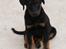 Beauceron Aisha Du Perouet R.I.P. 