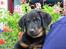 Beauceron Aisha Du Perouet R.I.P. 