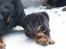Beauceron Aisha Du Perouet R.I.P. 