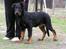 Beauceron Aisha Du Perouet R.I.P. 