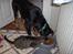 Beauceron Aisha Du Perouet R.I.P. 