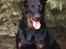 Beauceron Aisha Du Perouet R.I.P.  - Aisha´s mor, Tharga Du Perouet