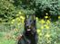 Beauceron Aisha Du Perouet R.I.P.  - Aisha´s far, Rocco...