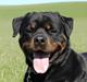 Rottweiler Heitah's Miro