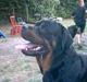 Rottweiler Kato død D. 9/4-