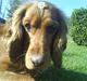Cocker spaniel Teddy