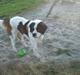 Sankt bernhardshund Bernhard   R.i.p