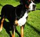 Grosser schweizer sennenhund von pedersen's angelika
