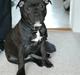 Staffordshire bull terrier Desmound