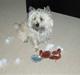 Cairn terrier Sleepy