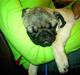 Mops Otte