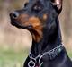 Dobermann Nita di altobello <3