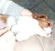 Cavalier king charles spaniel tuasiwa´s henry ford 