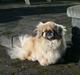 Pekingeser Line R.I.P Min skat