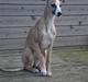 Whippet Sea Leopard´s Olathe
