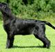 Flat coated retriever Tequila 