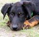 Beauceron Aisha Du Perouet R.I.P. 