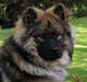 Eurasier Havnevejens Dax (Taico)