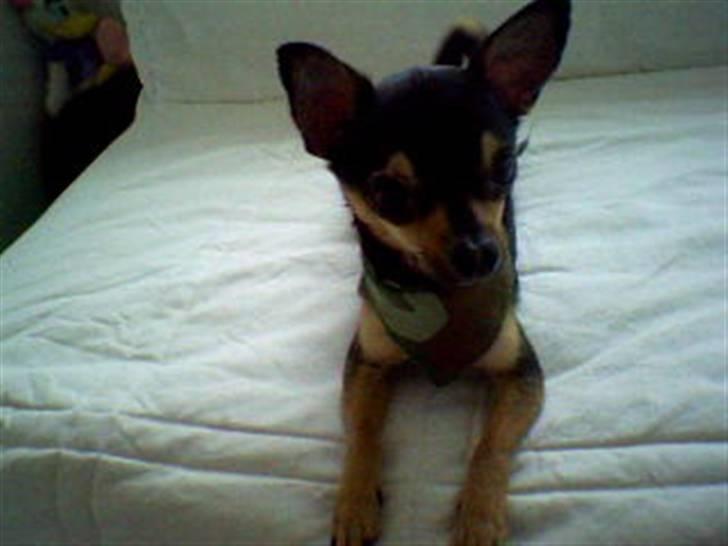 Chihuahua Chucky *R.I.P* billede 13