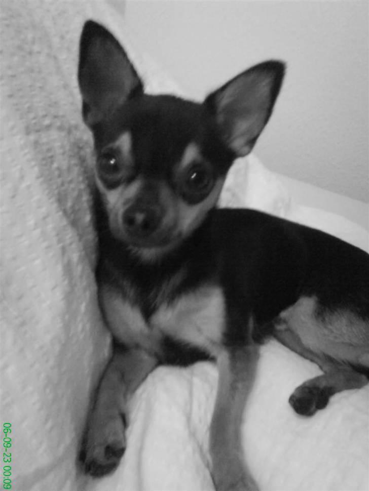 Chihuahua Chucky *R.I.P* billede 14