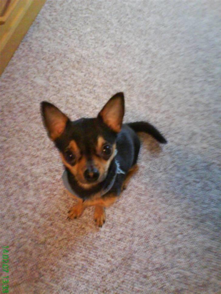 Chihuahua Chucky *R.I.P* billede 15