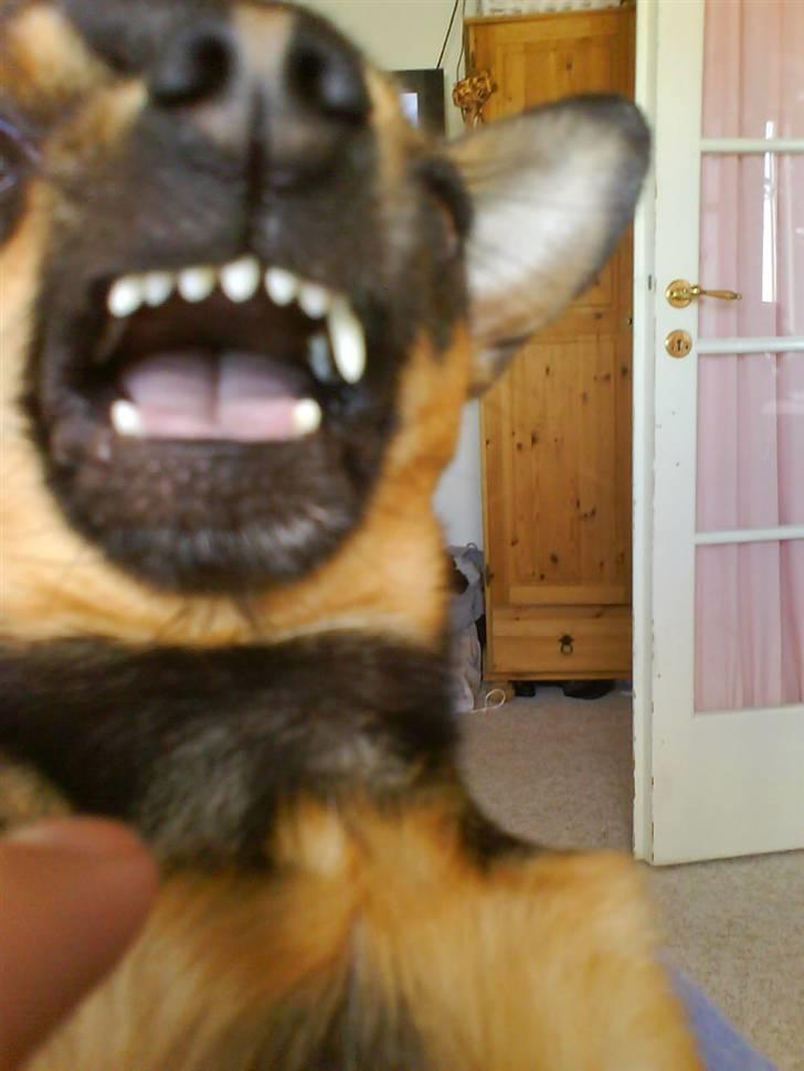 Chihuahua Chucky *R.I.P* billede 16