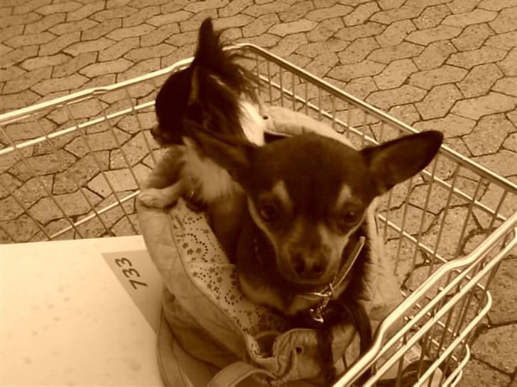 Chihuahua Chucky *R.I.P* billede 17