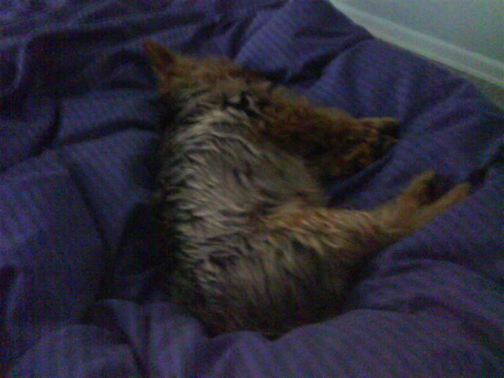 Yorkshire terrier Aladin - Er nu dejlig og ligge på fars plads i sengen, når han er taget på arbejde.. billede 20