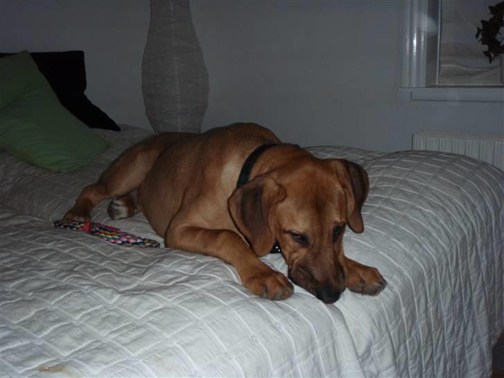 Broholmer cæsar - nuu sover jeg mor og gider ik snakke med dig heh<3 billede 4